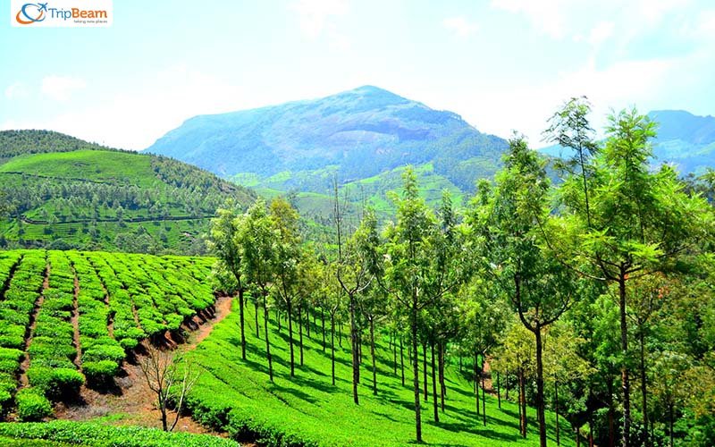 Munnar
