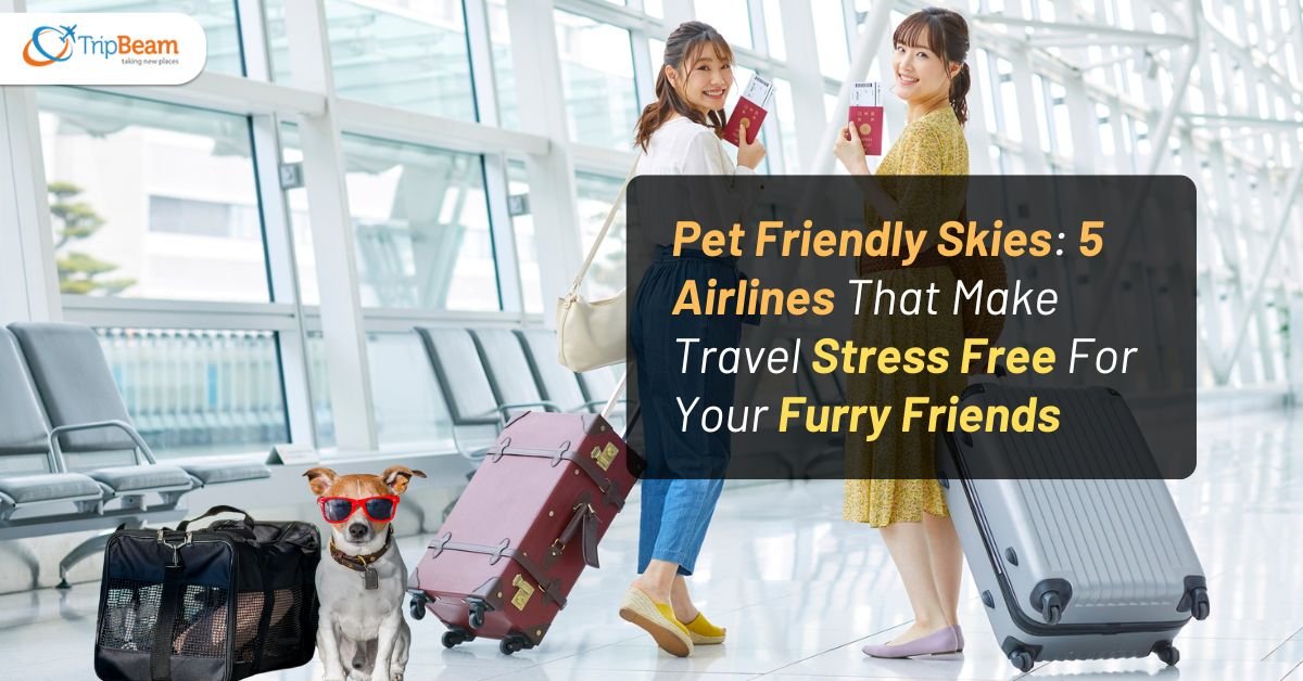 Pet Friendly Skies: 5 Airlines That Make Travel Stress Free For Your Furry Friends